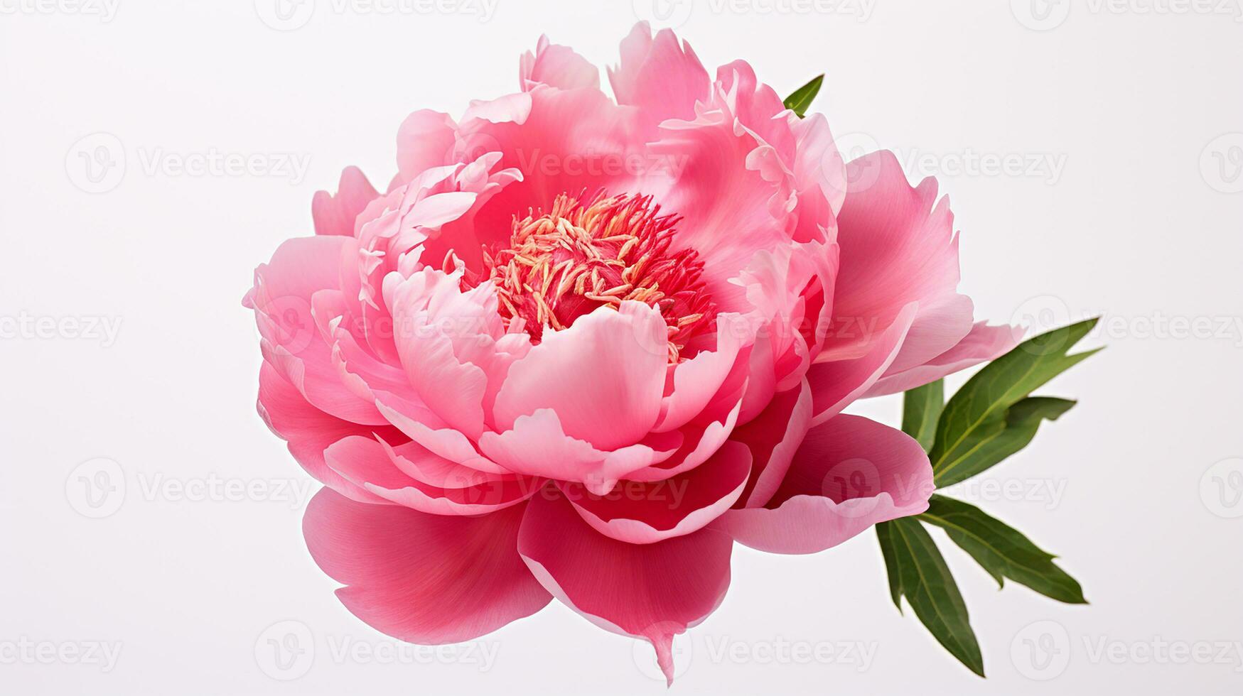 Photo of beautiful Peony flower isolated on white background. Generative AI