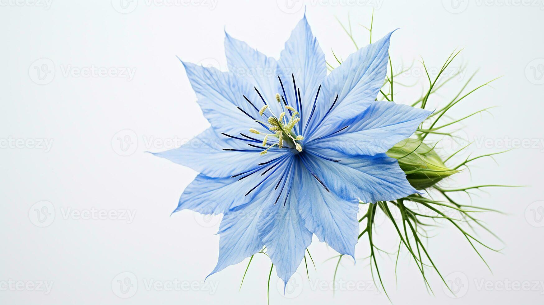 Photo of beautiful Love-in-a-Mist flower isolated on white background. Generative AI