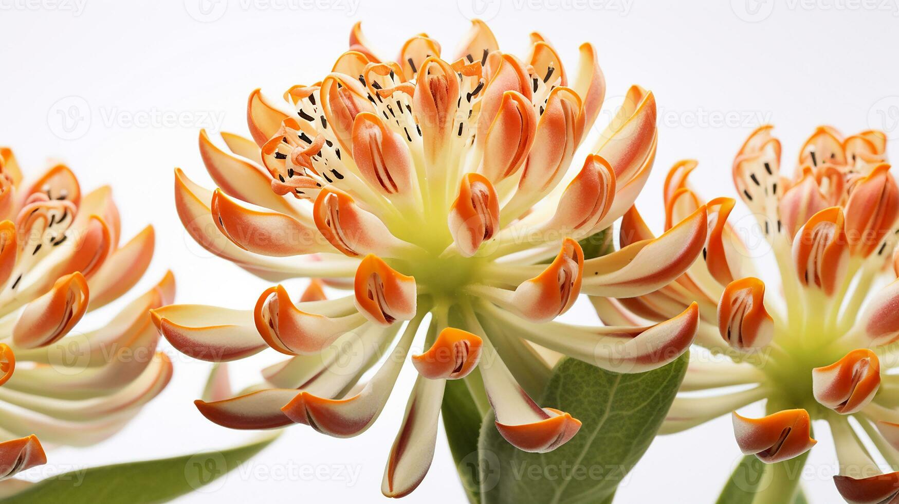 Photo of beautiful Milkweed flower isolated on white background. Generative AI