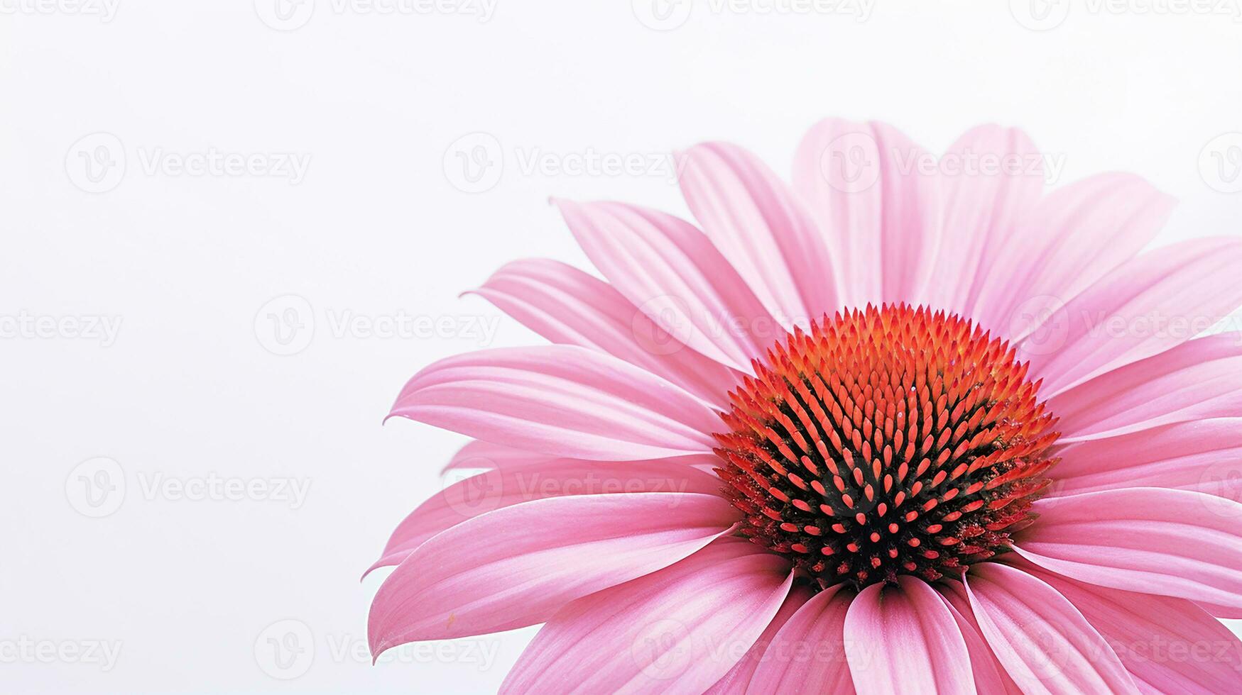 Photo of beautiful Echinacea flower isolated on white background. Generative AI