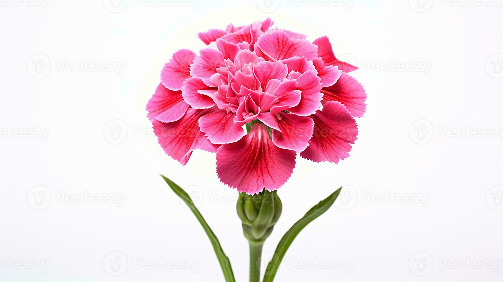 Photo of beautiful Sweet William flower isolated on white background. Generative AI