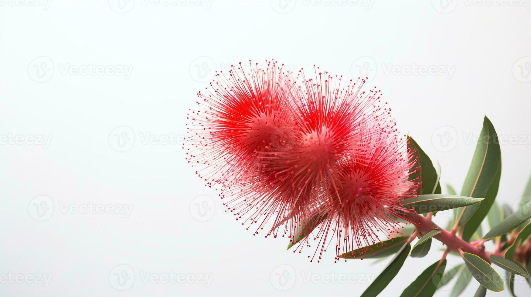 Photo of beautiful Bottlebrush flower isolated on white background. Generative AI