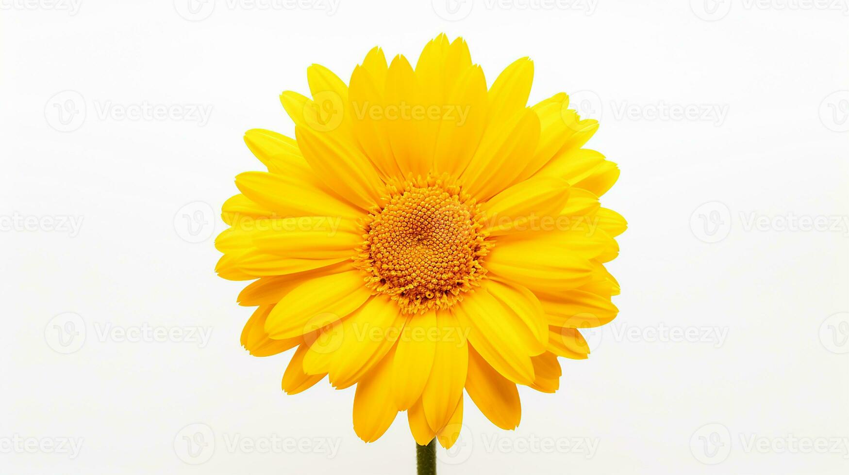 Photo of beautiful Dandelion flower isolated on white background. Generative AI