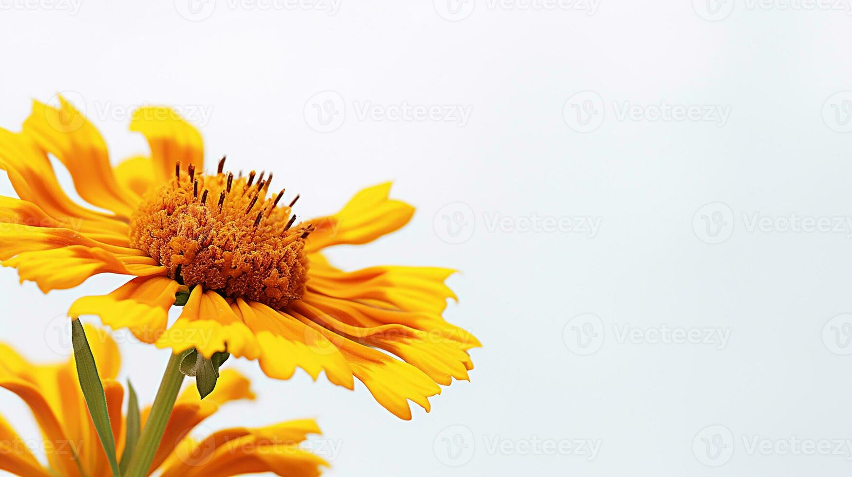 Photo of beautiful Sneezeweed flower isolated on white background. Generative AI
