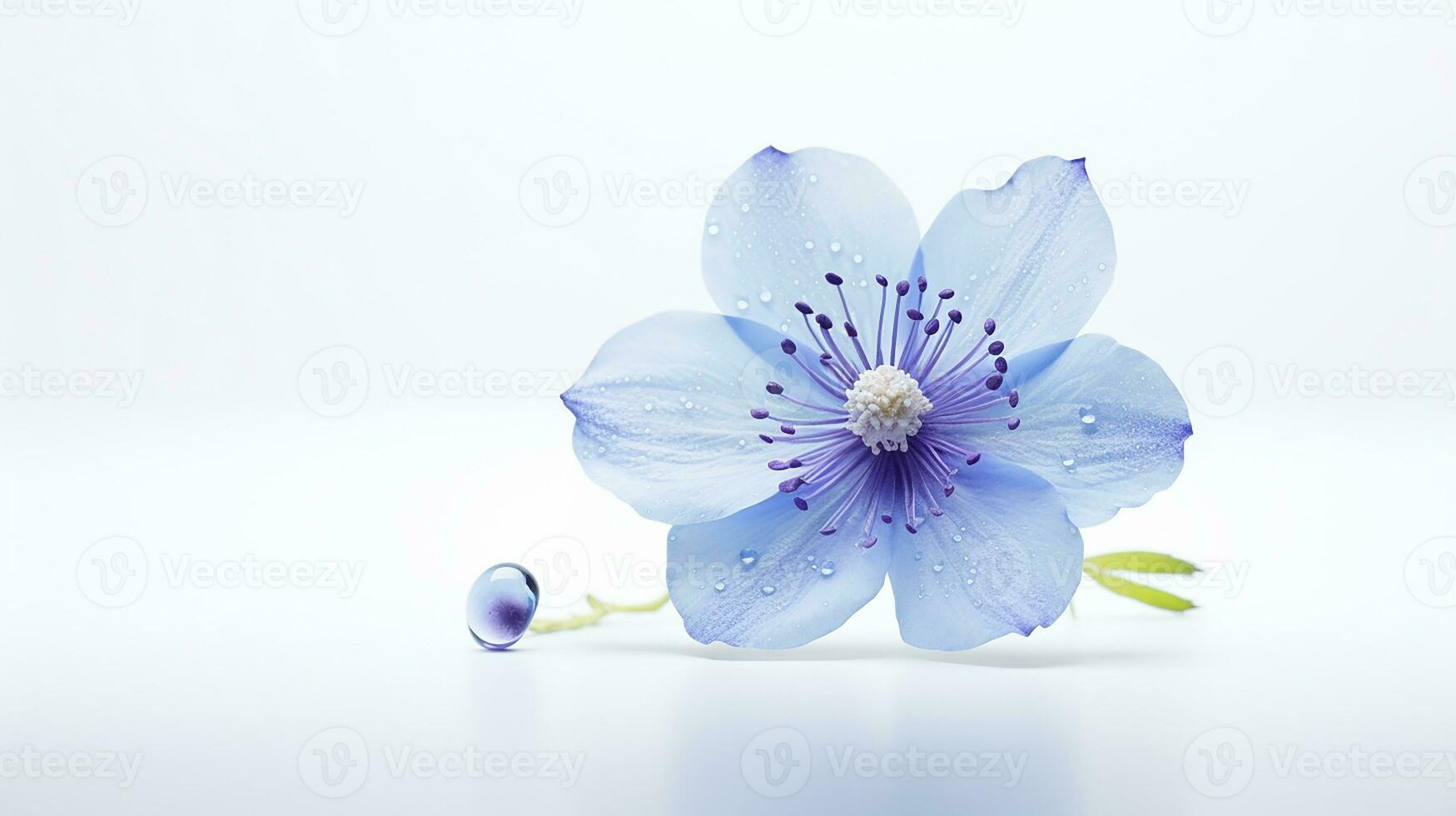 Photo of beautiful Tweedia flower isolated on white background. Generative AI