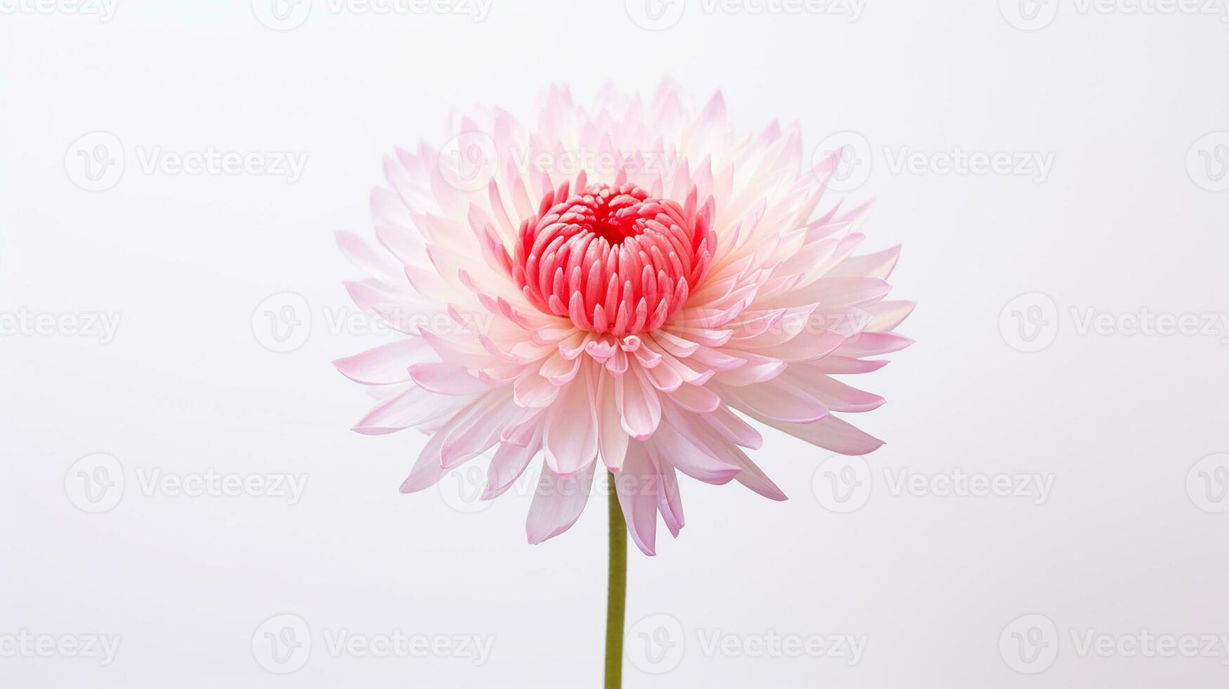 Photo of beautiful Everlasting flower isolated on white background. Generative AI