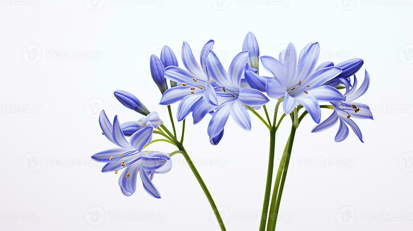 foto de hermosa escila flor aislado en blanco antecedentes. generativo ai