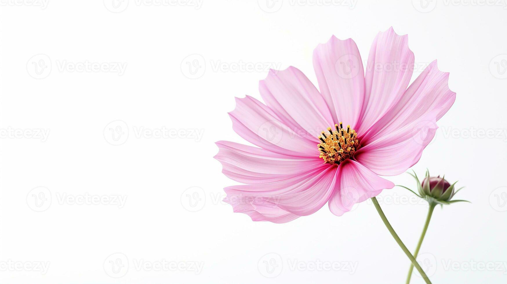 Photo of beautiful Cosmos flower isolated on white background. Generative AI