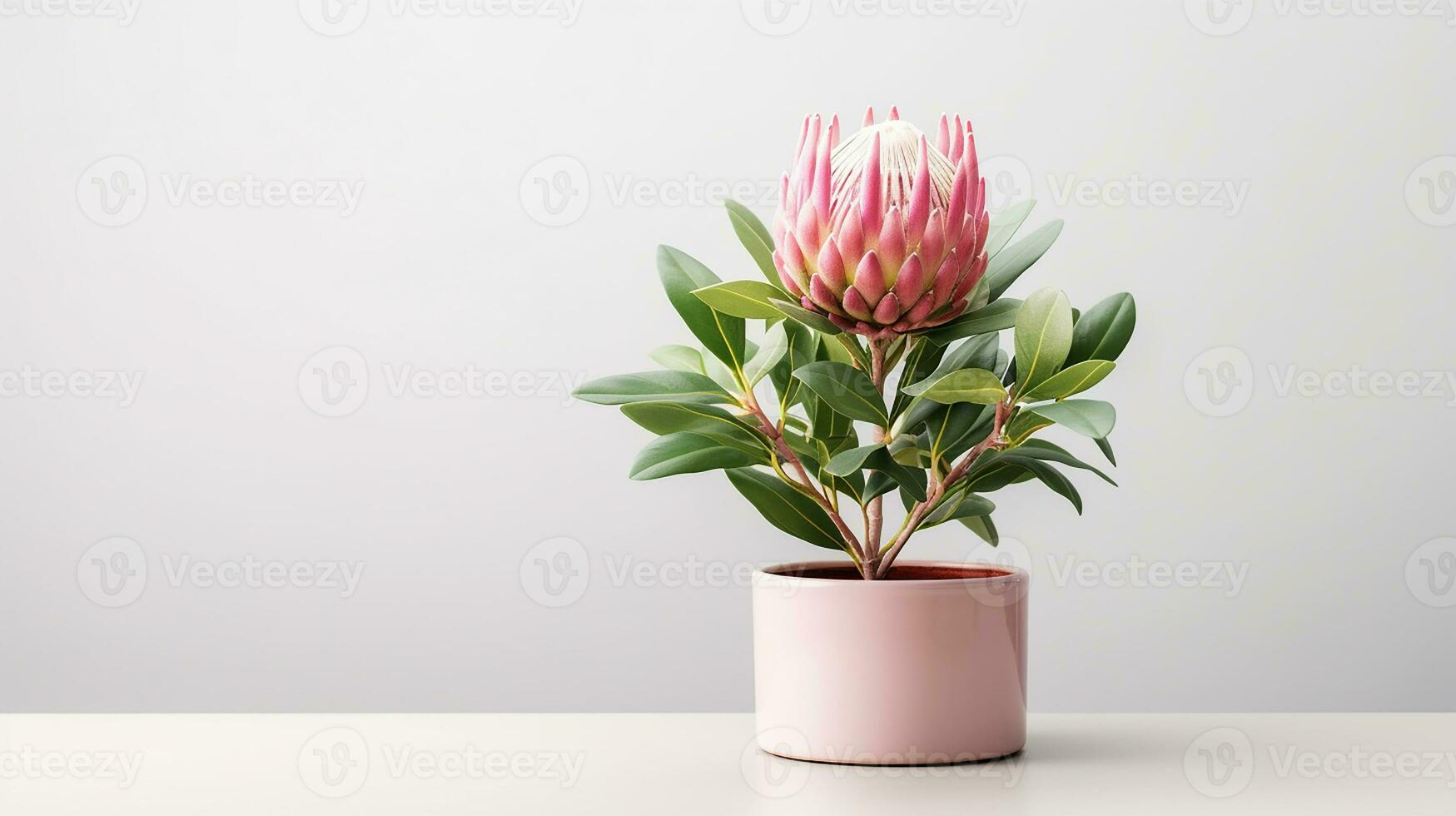 Photo of Protea flower in pot isolated on white background. Generative AI