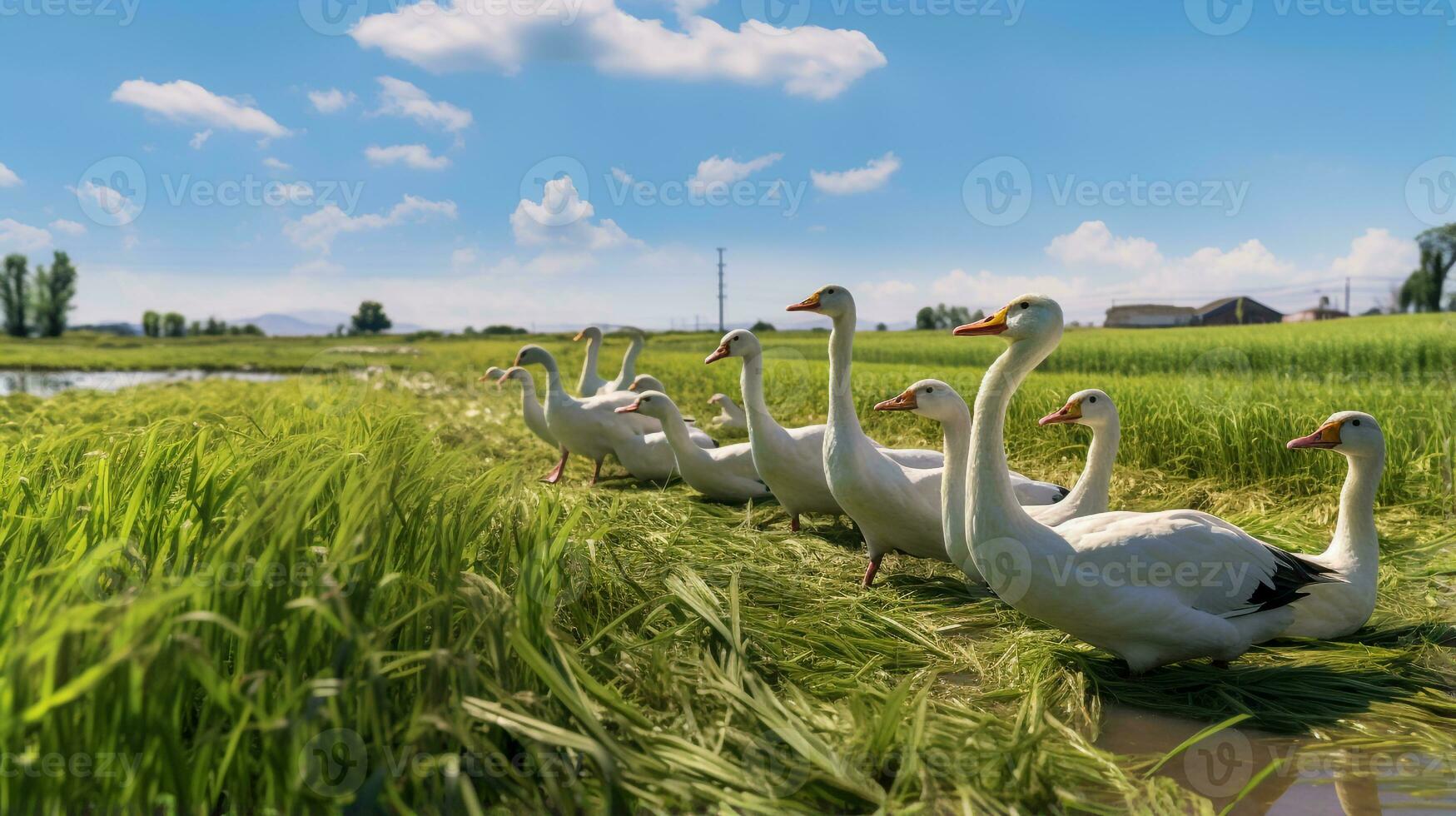 Photo of a Geese in the Farmland. Generative AI