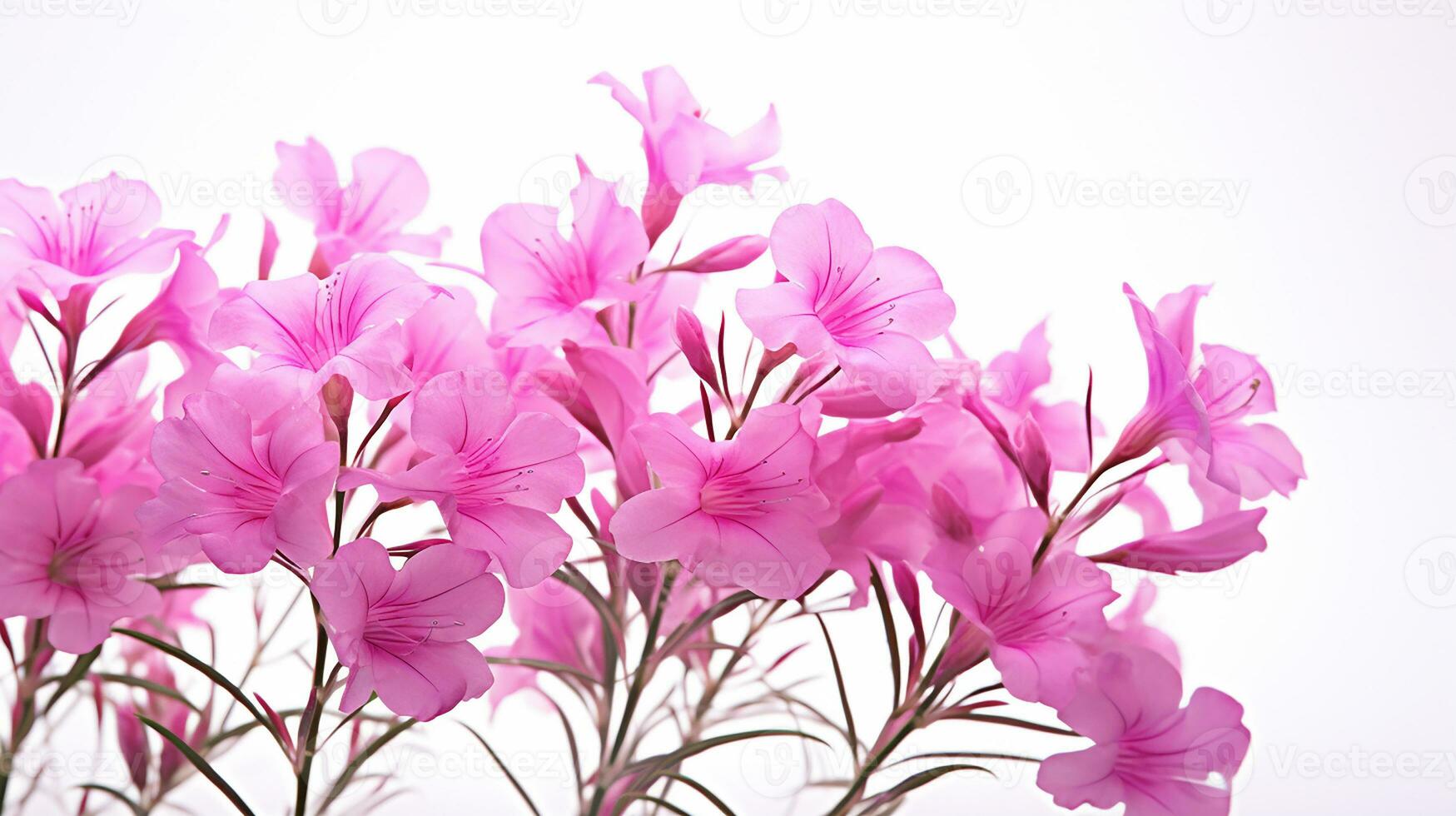 Photo of beautiful Fireweed flower isolated on white background. Generative AI