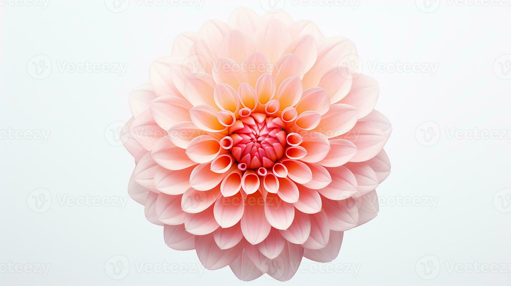 Photo of beautiful Dahlia flower isolated on white background. Generative AI