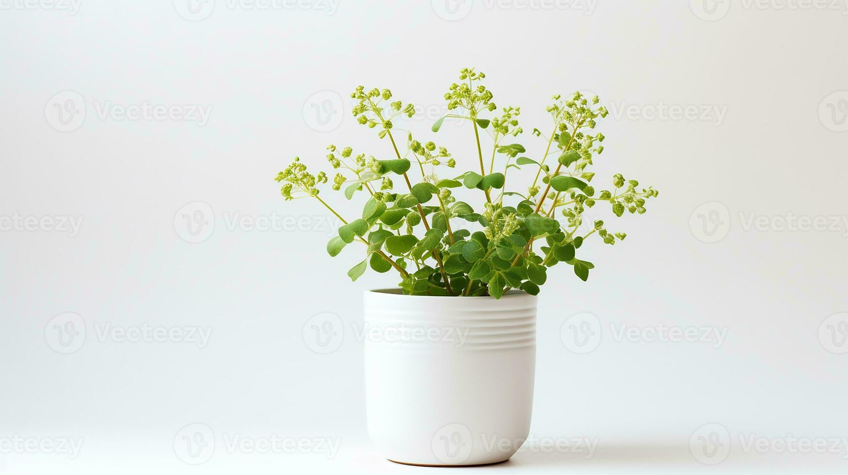 Photo of Meadow Rue flower in pot isolated on white background. Generative AI