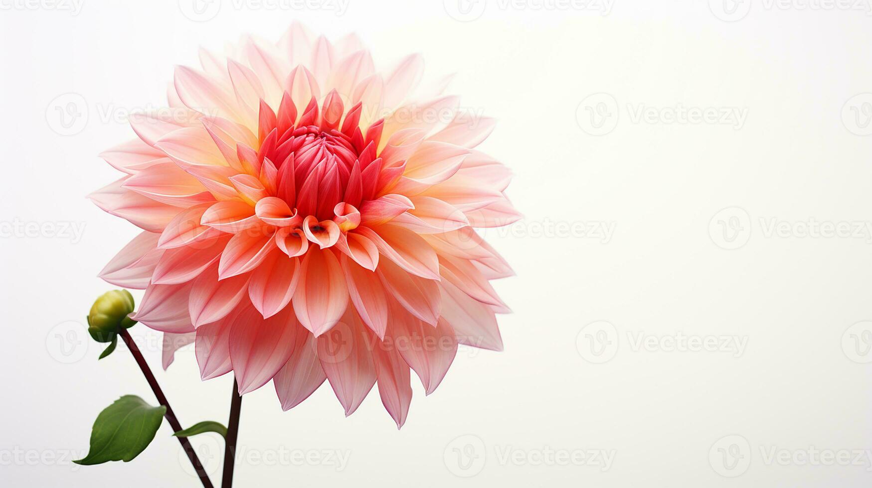 Photo of beautiful Dahlia flower isolated on white background. Generative AI