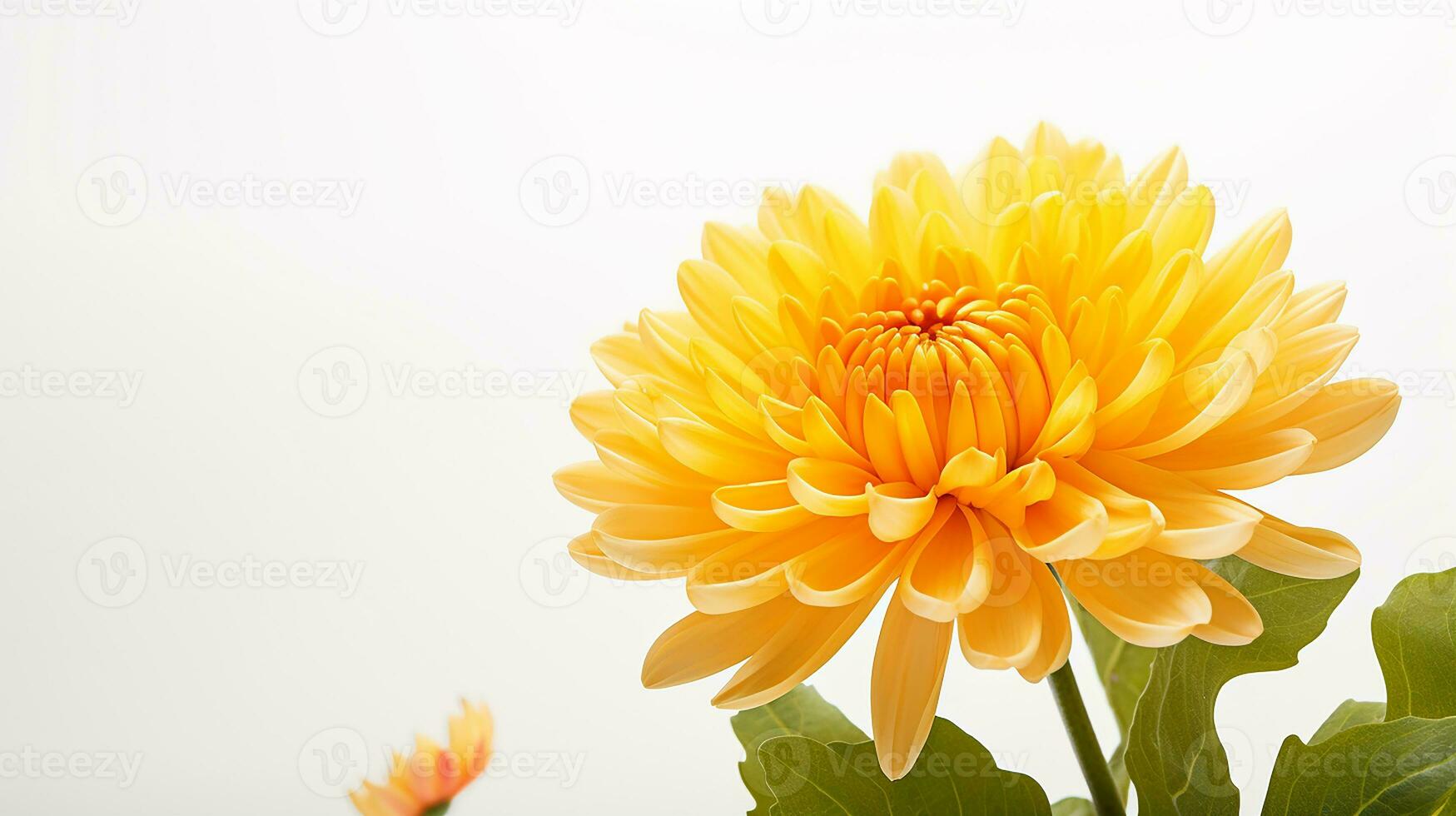 Photo of beautiful Mums flower isolated on white background. Generative AI