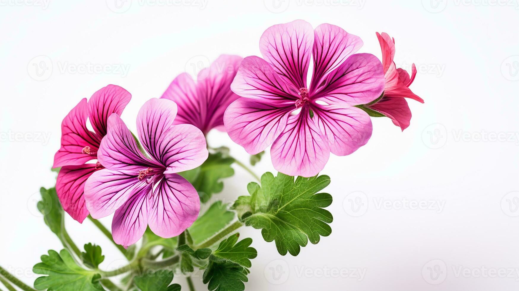 Photo of beautiful Geranium flower isolated on white background. Generative AI