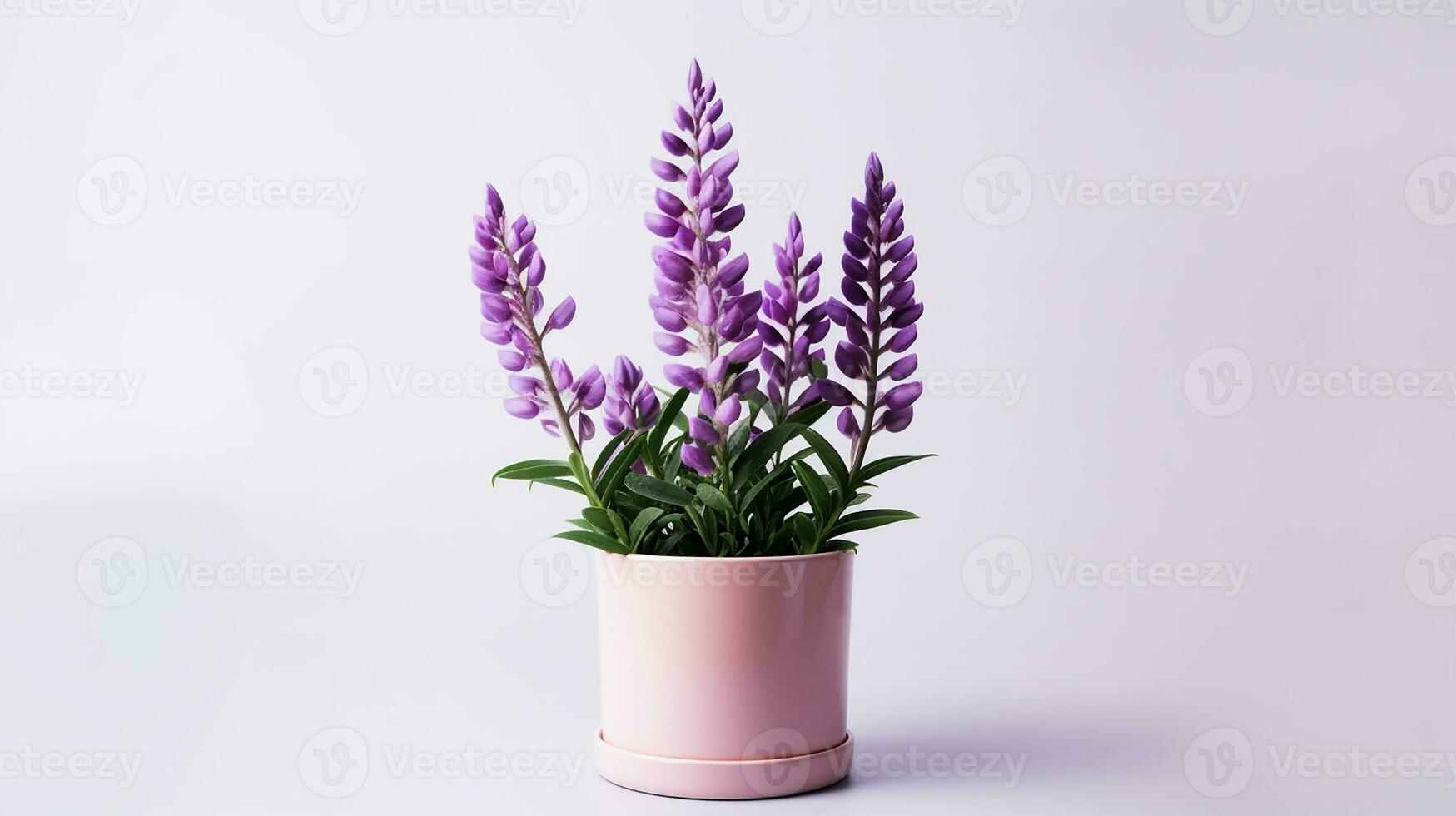 Photo of Lupine flower in pot isolated on white background. Generative AI