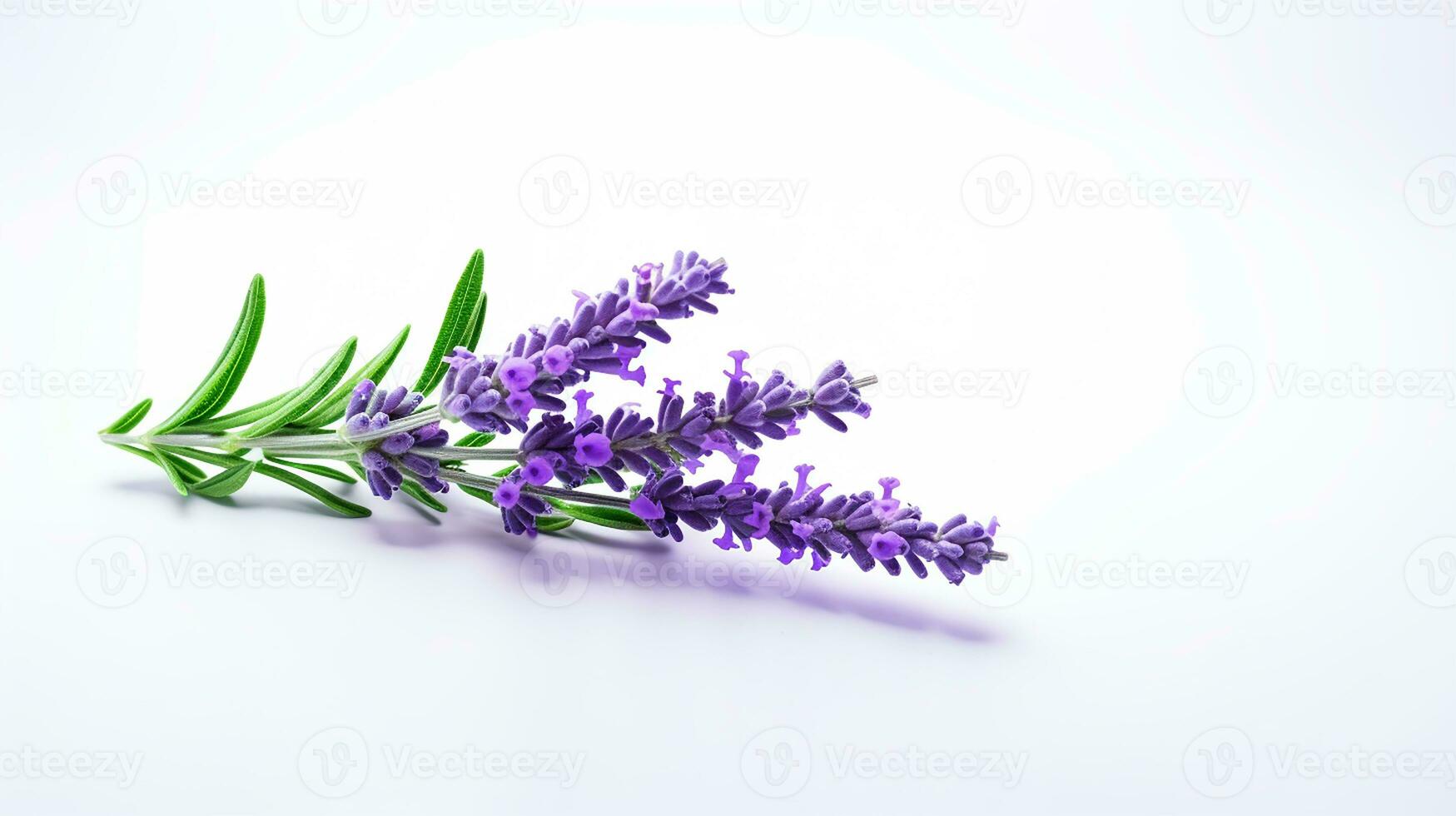 Photo of beautiful Lavender flower isolated on white background. Generative AI