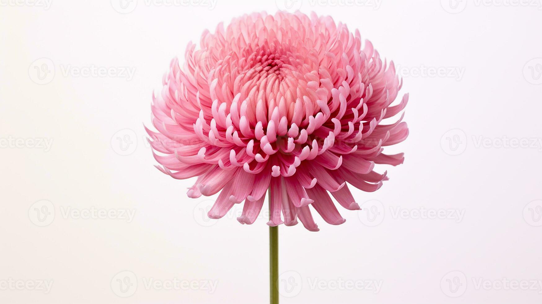 Photo of beautiful Everlasting flower isolated on white background. Generative AI