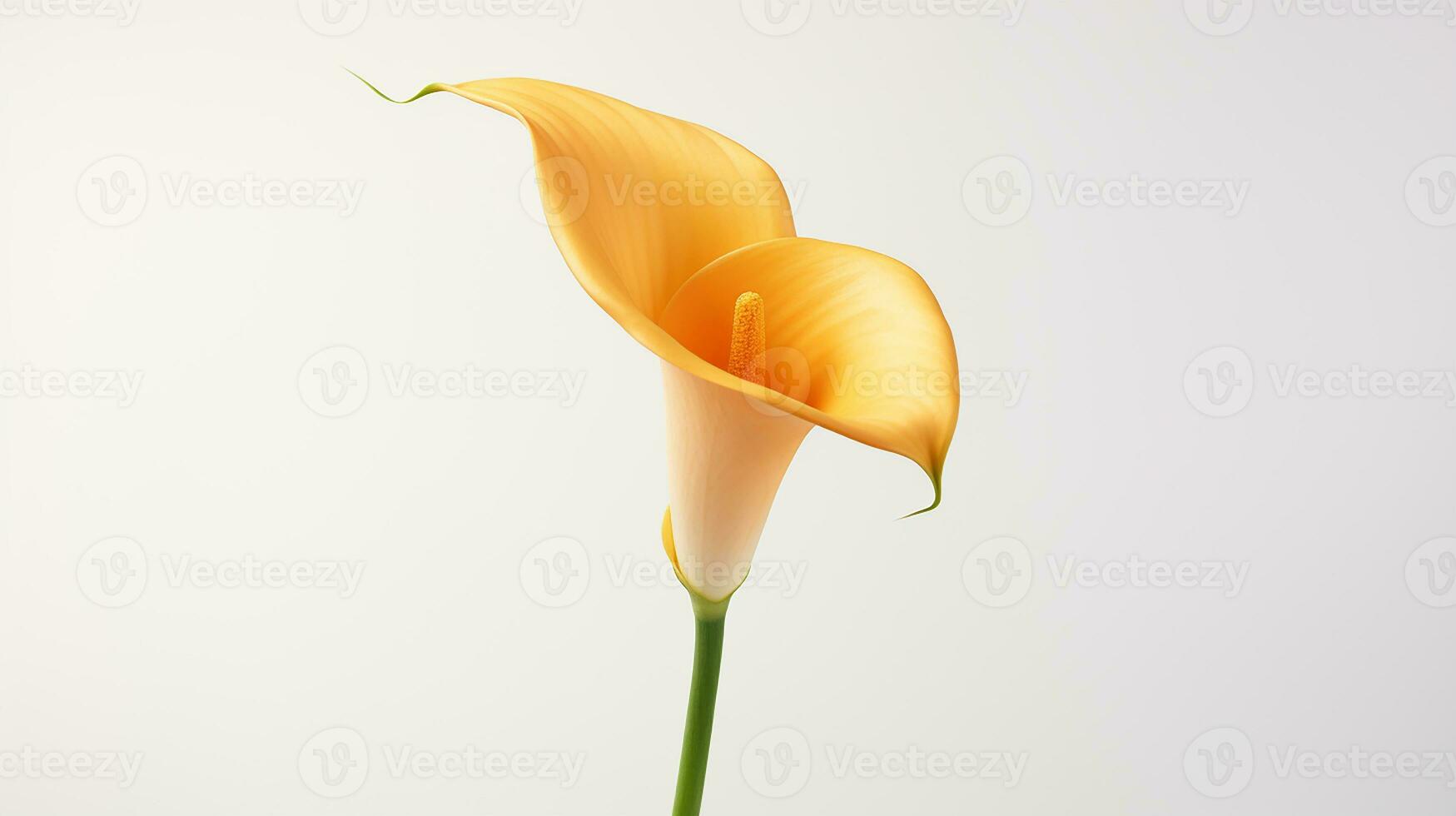 Photo of beautiful Calla Lily flower isolated on white background. Generative AI