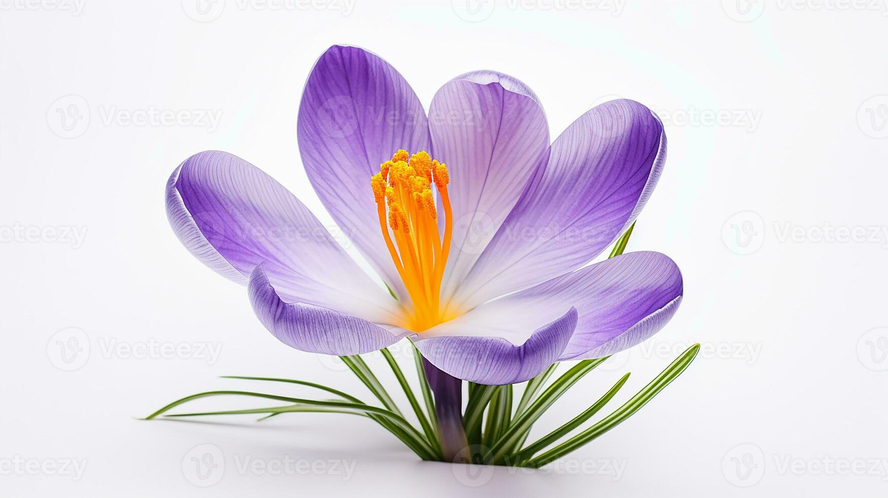 Photo of beautiful Crocus flower isolated on white background. Generative AI