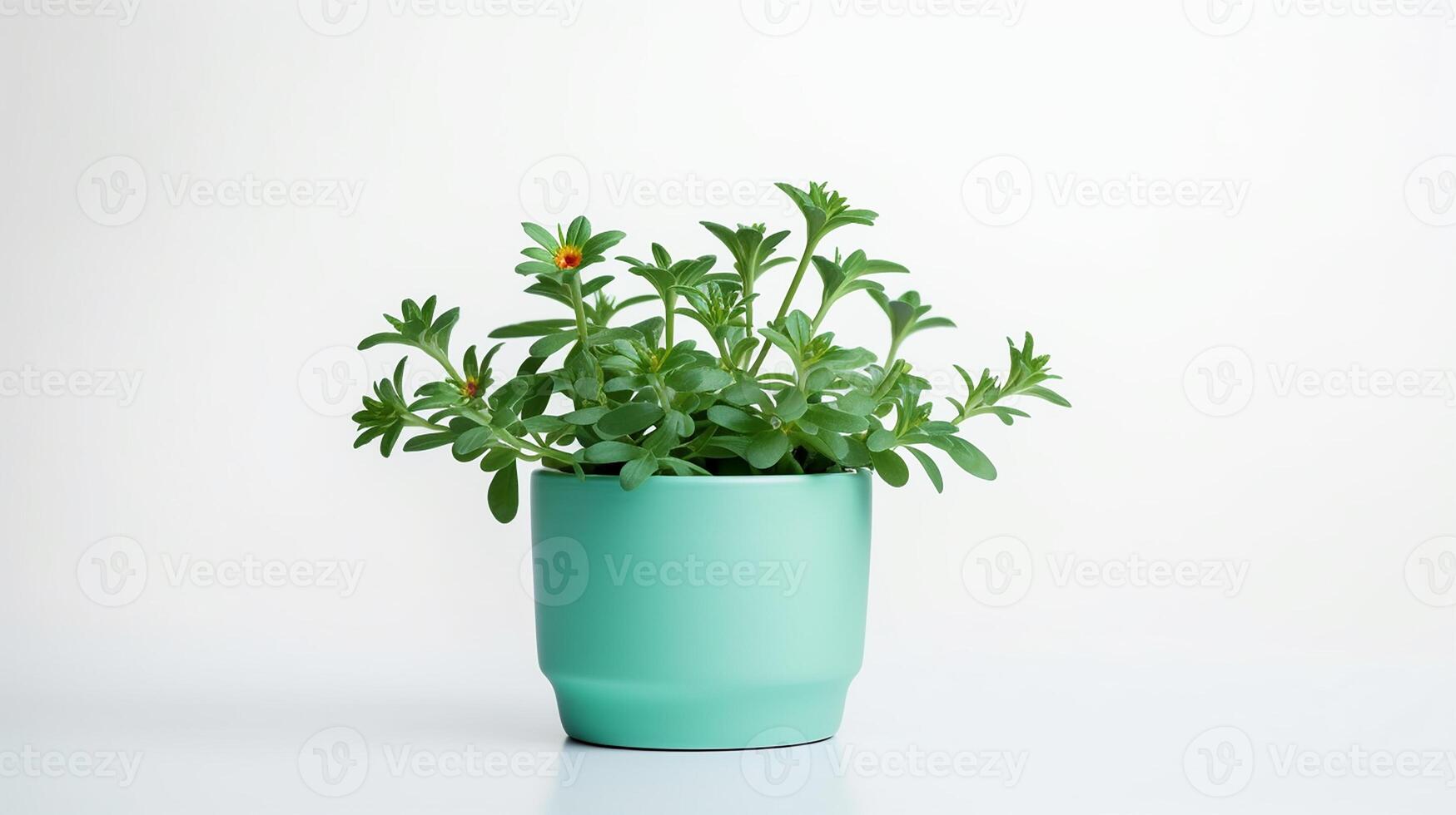 Photo of Chrysopsis flower in pot isolated on white background. Generative AI