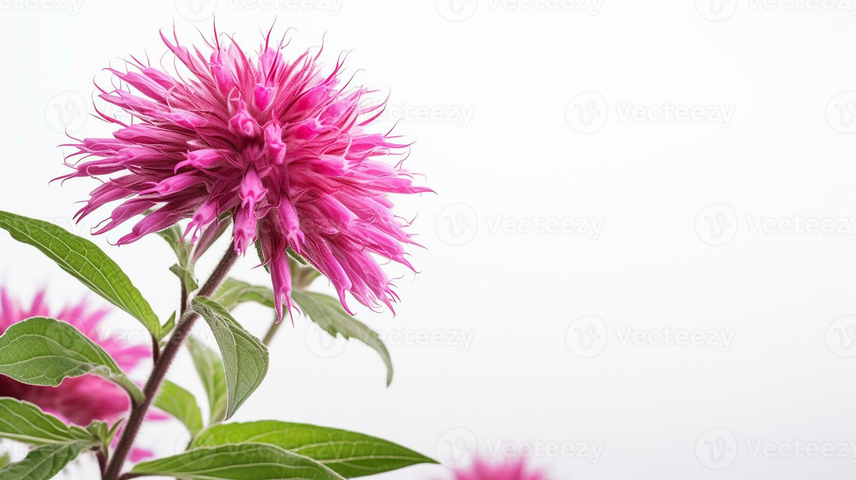 Photo of beautiful Monarda flower isolated on white background. Generative AI