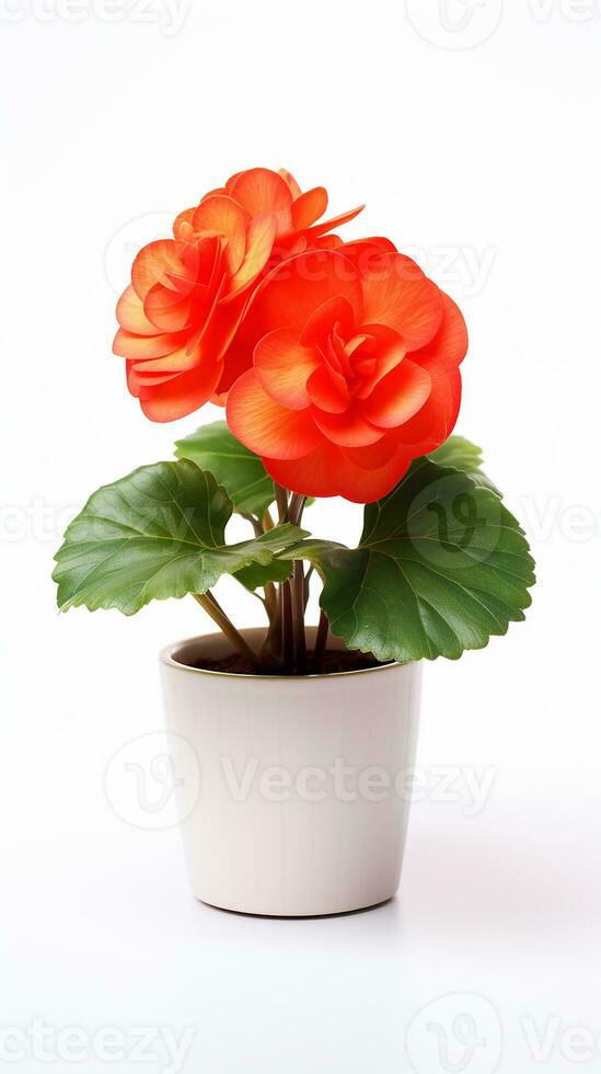 Photo of Begonia flower in pot isolated on white background. Generative AI