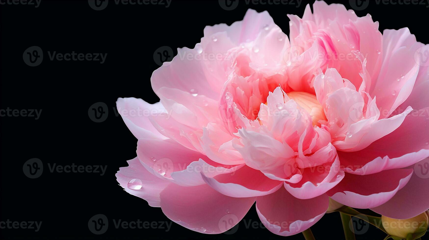 Photo of beautiful Peony flower isolated on white background. Generative AI