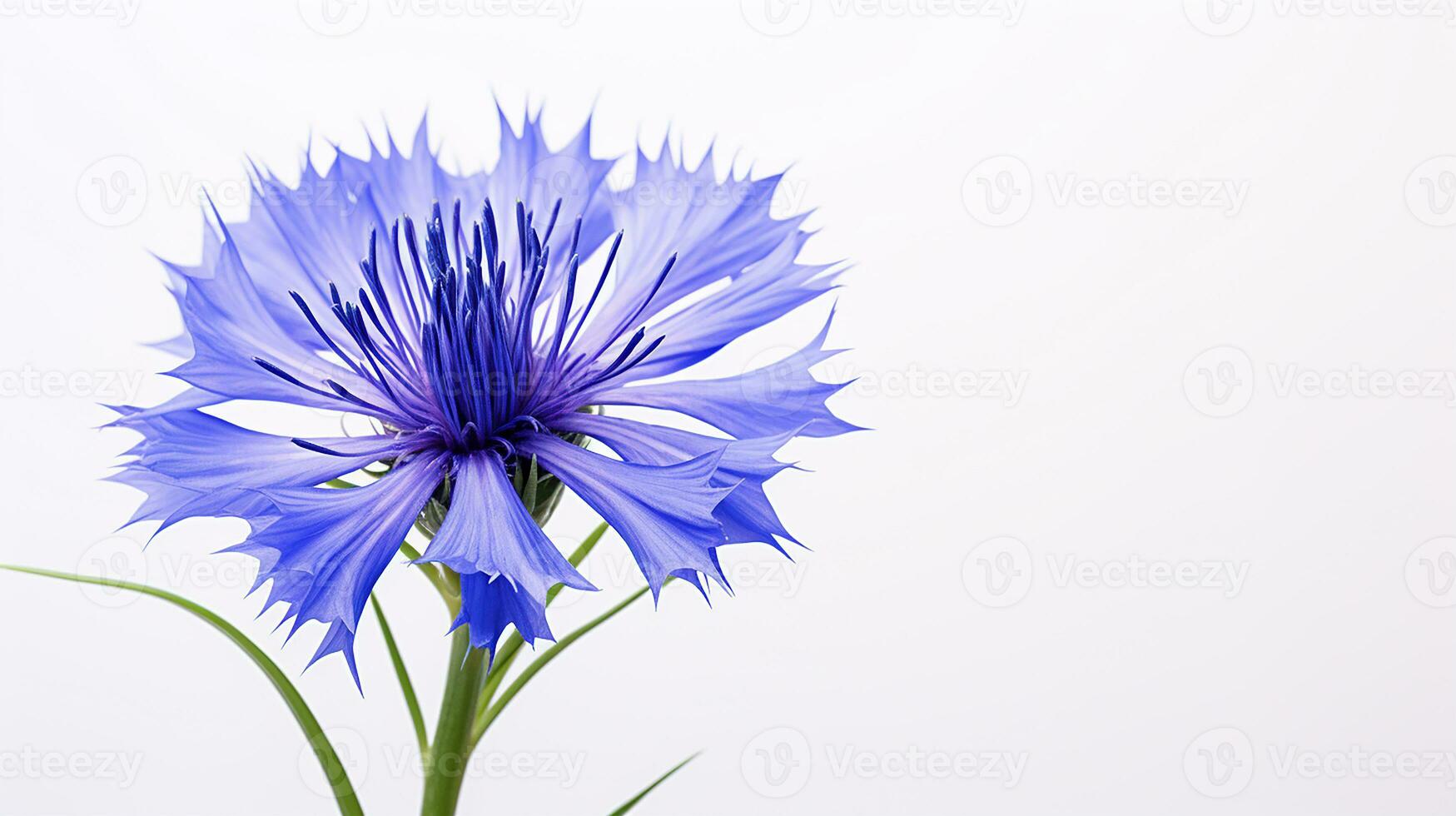 Photo of beautiful Cornflower flower isolated on white background. Generative AI