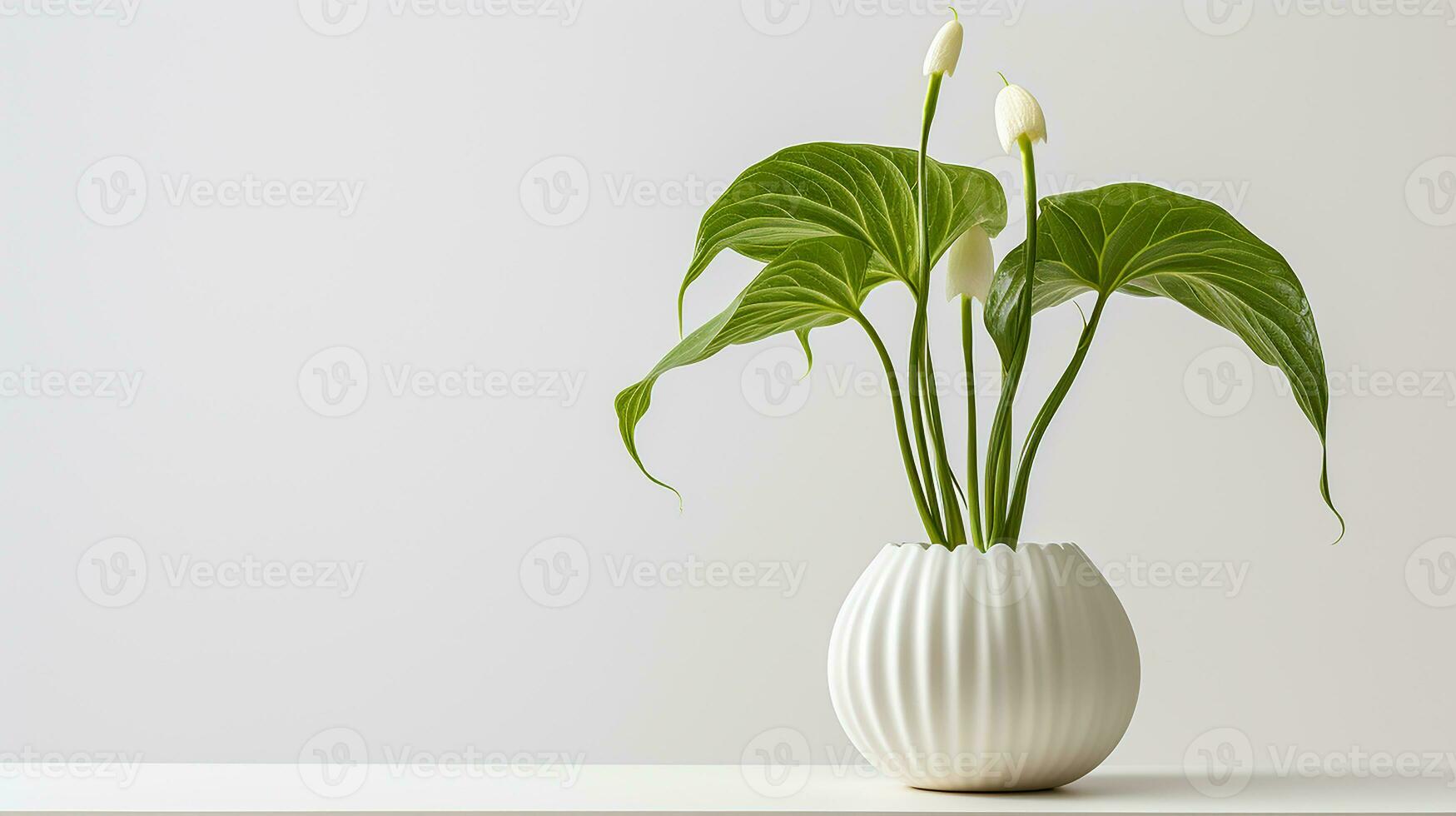 Photo of Jack-in-the-pulpi flower in pot isolated on white background. Generative AI