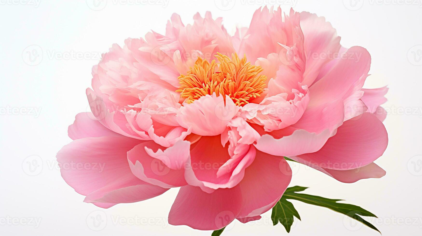 Photo of beautiful Peony flower isolated on white background. Generative AI