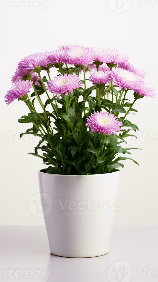 foto de aster flor en maceta aislado en blanco antecedentes. generativo ai