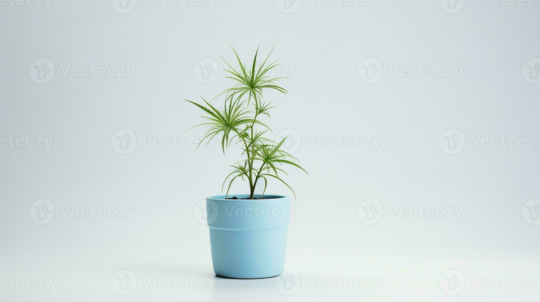 Photo of Love-in-a-Mist flower in pot isolated on white background. Generative AI