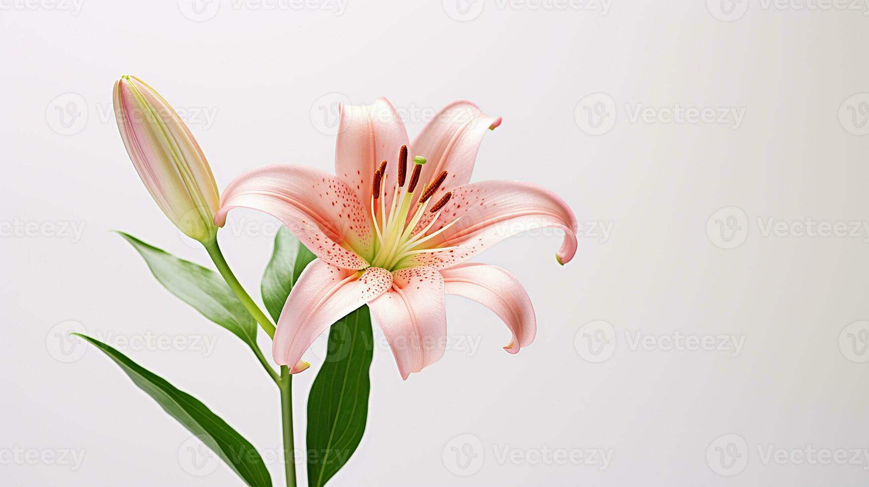 Photo of beautiful Lily flower isolated on white background. Generative AI