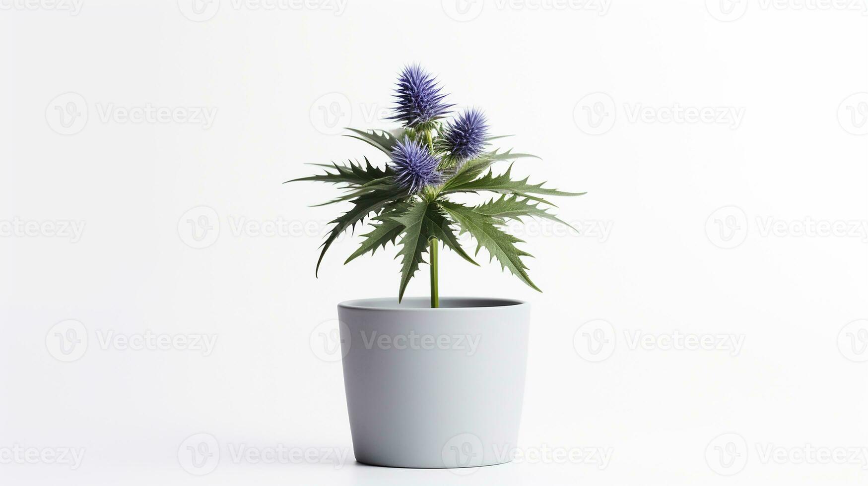 Photo of Sea Holly flower in pot isolated on white background. Generative AI
