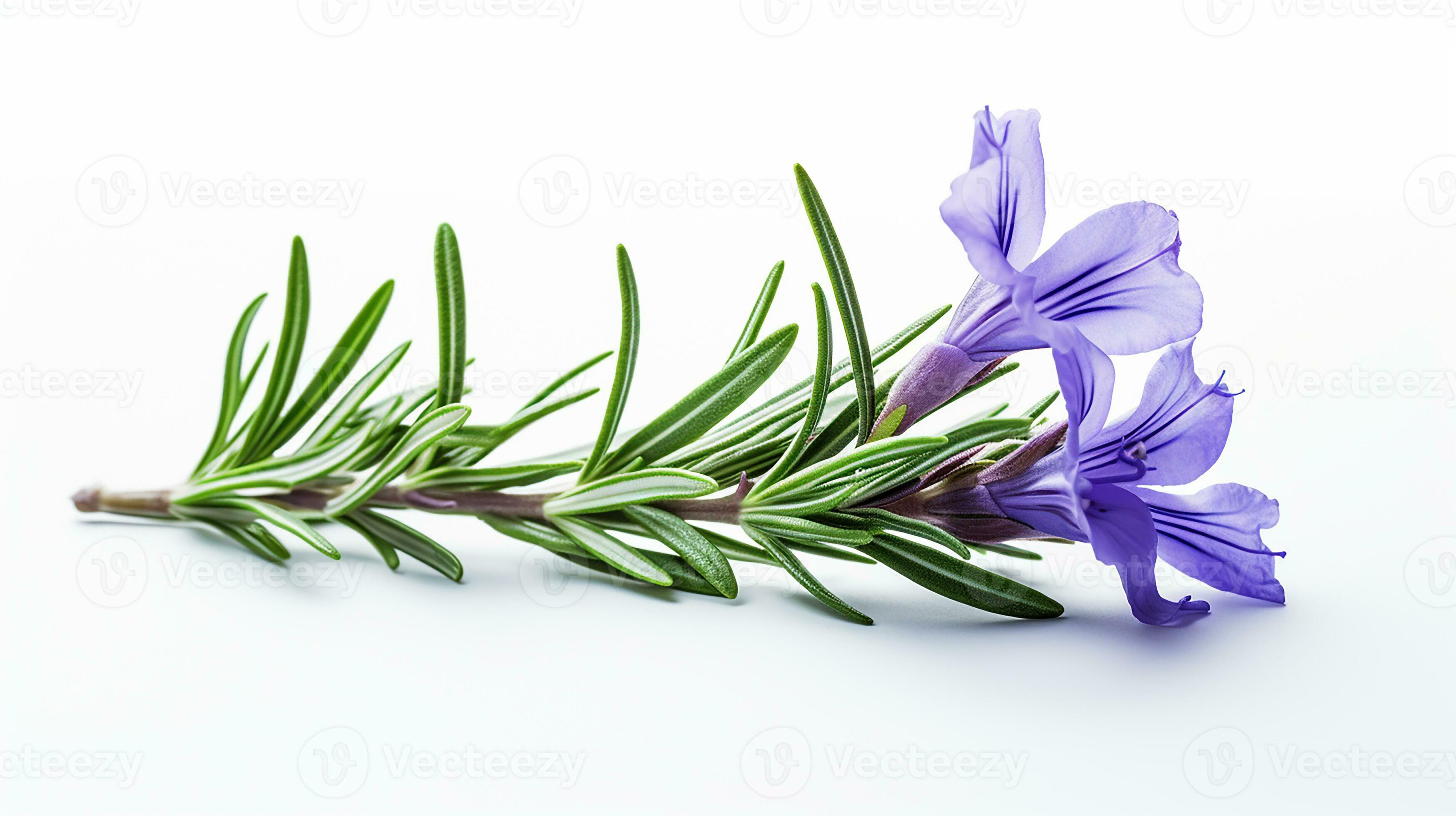 Photo of beautiful Rosemary flower isolated on white background