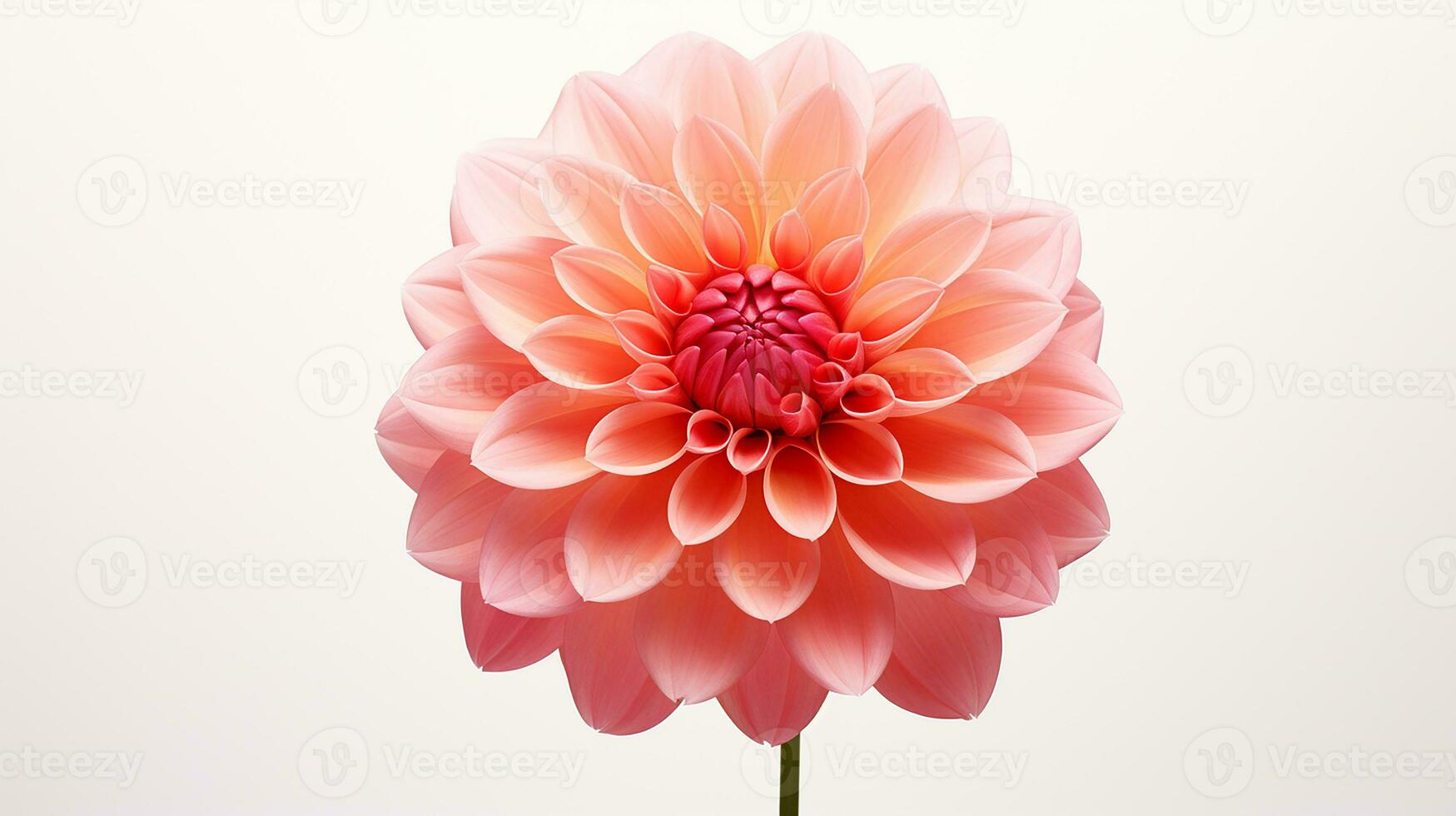 Photo of beautiful Dahlia flower isolated on white background. Generative AI