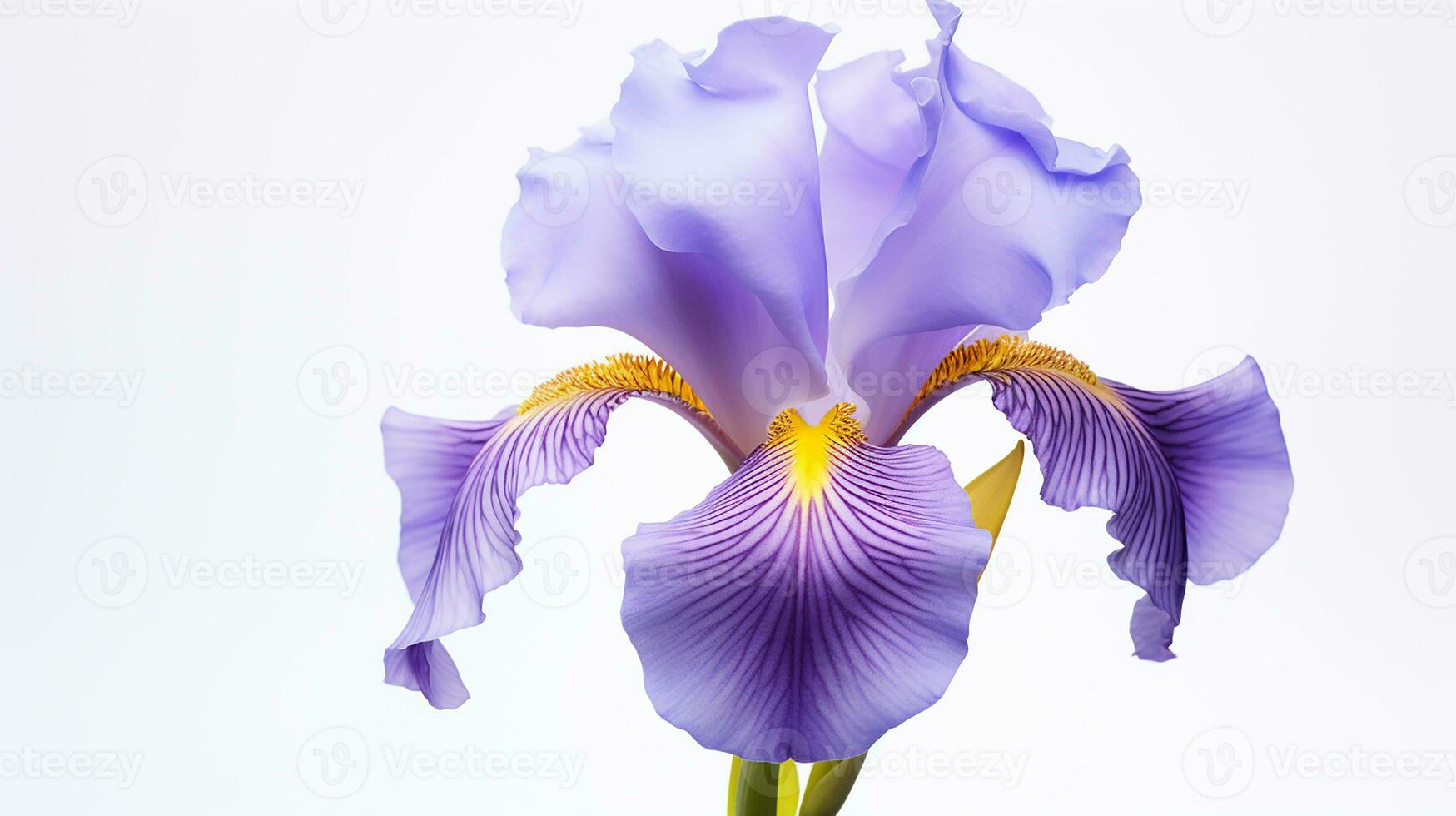 Photo of beautiful Iris flower isolated on white background. Generative AI