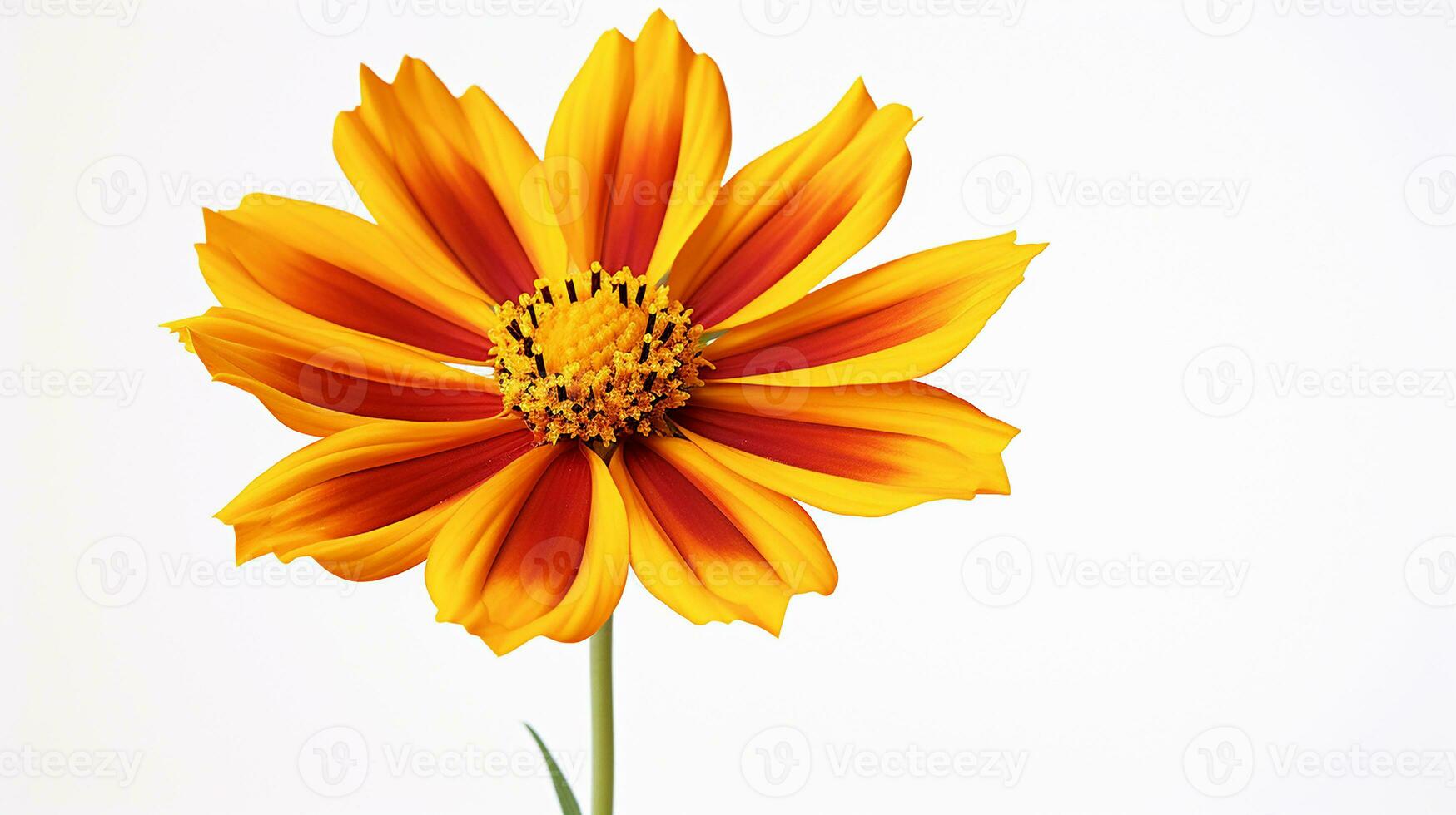 Photo of beautiful Coreopsis flower isolated on white background. Generative AI