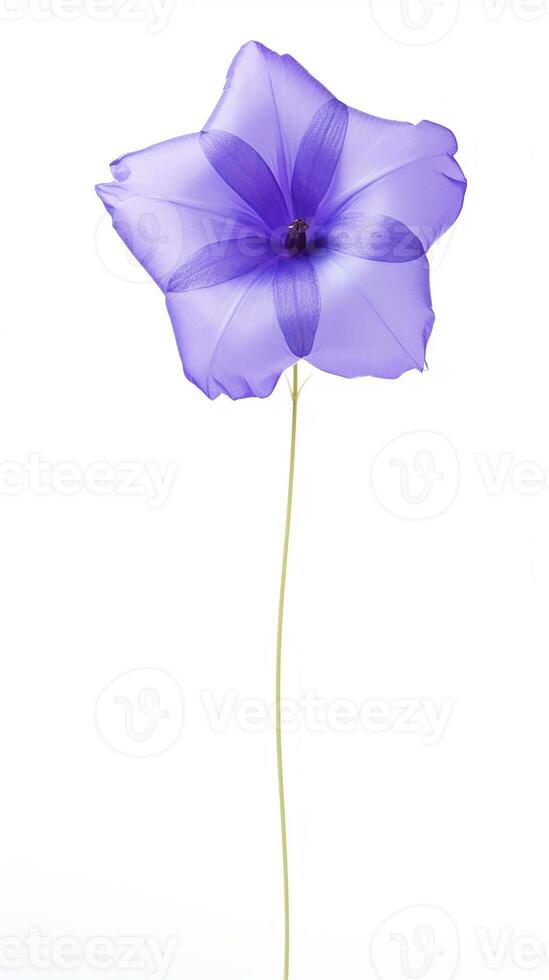 Photo of beautiful Balloon flower isolated on white background. Generative AI