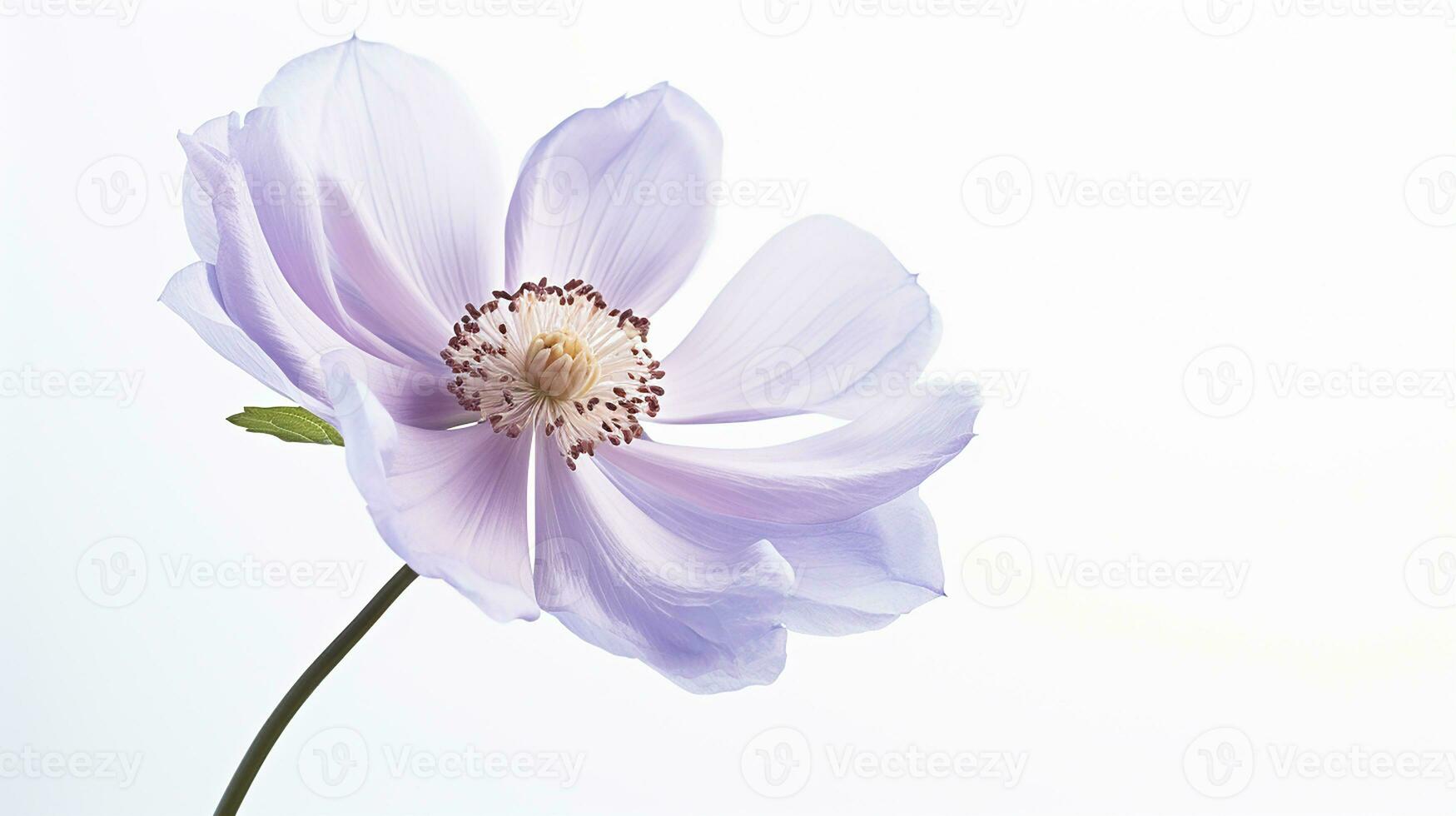 Photo of beautiful Windflower isolated on white background. Generative AI