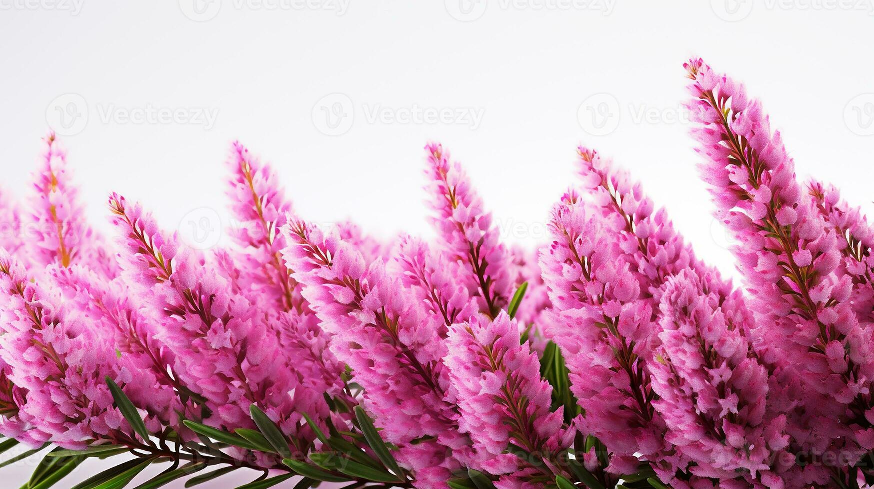 Photo of beautiful Heather flower isolated on white background. Generative AI