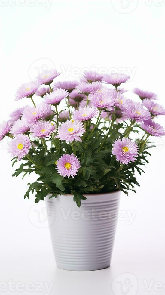 Photo of Aster flower in pot isolated on white background. Generative AI