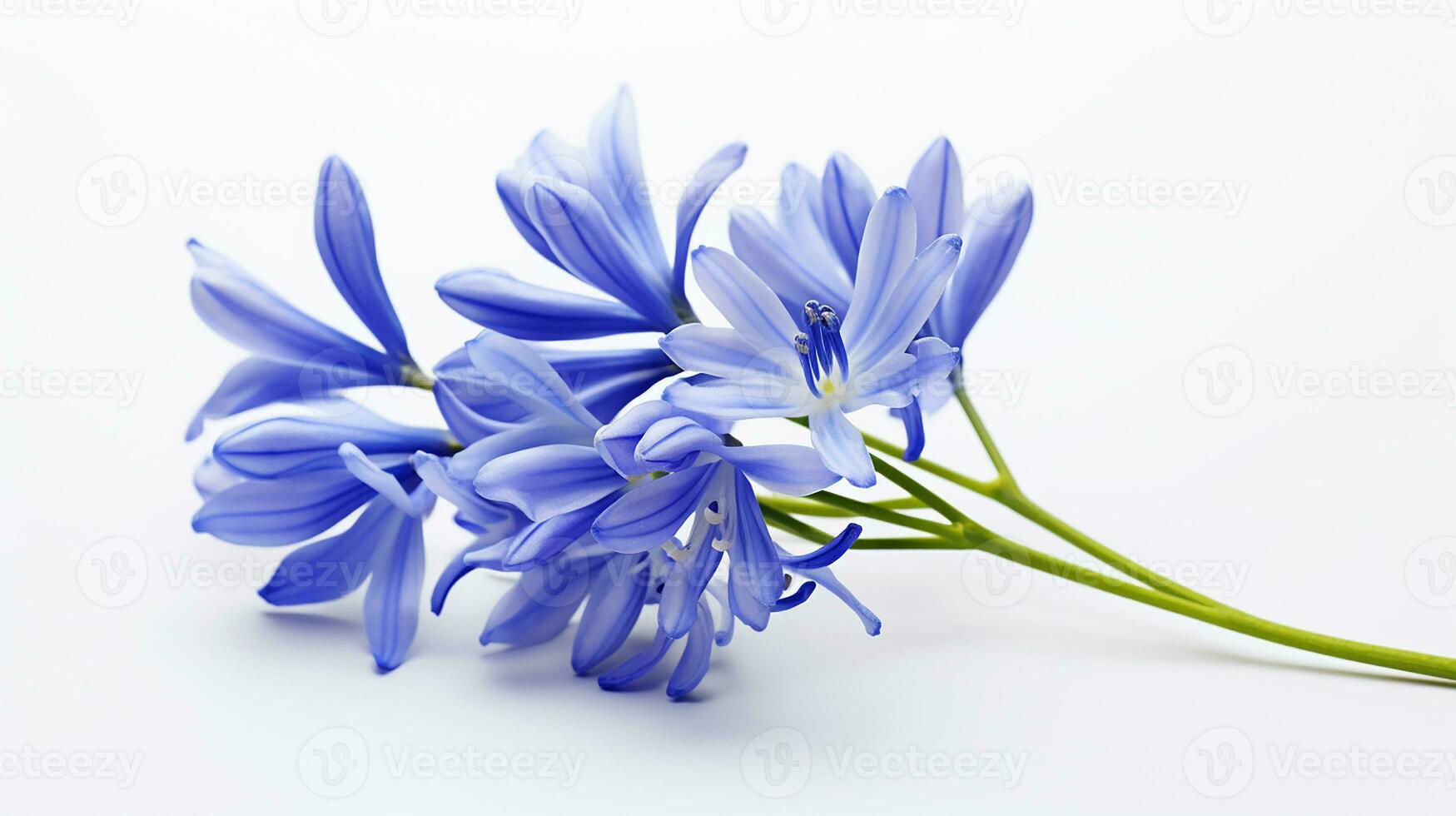 Photo of beautiful Squill flower isolated on white background. Generative AI