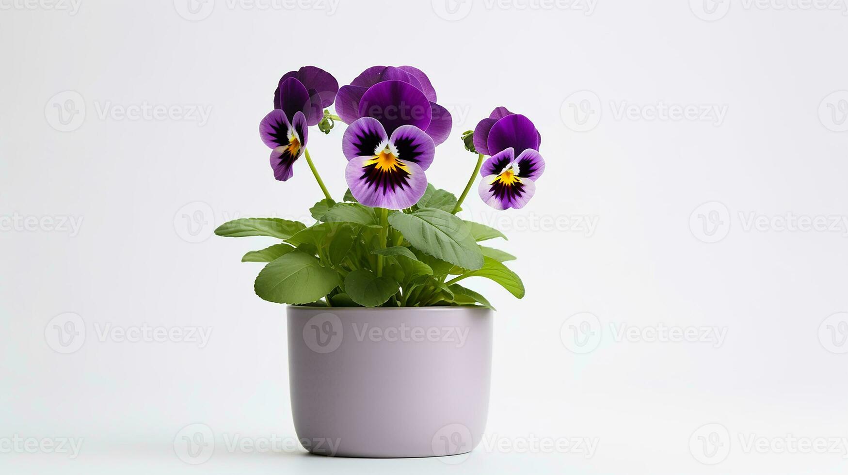 Photo of Pansy flower in pot isolated on white background. Generative AI