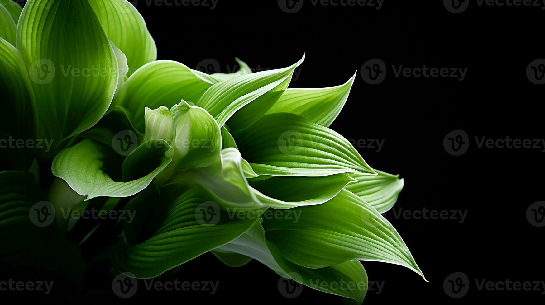 Photo of beautiful Hosta flower isolated on white background. Generative AI