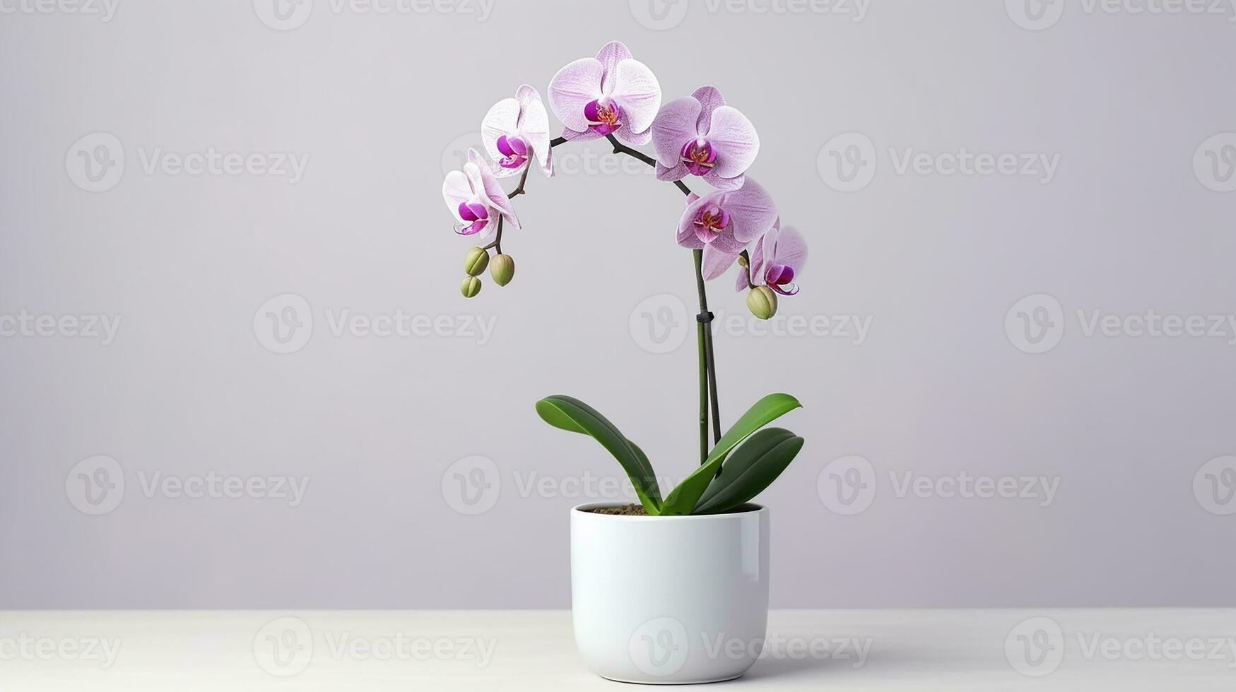 Photo of Orchid flower in pot isolated on white background. Generative AI