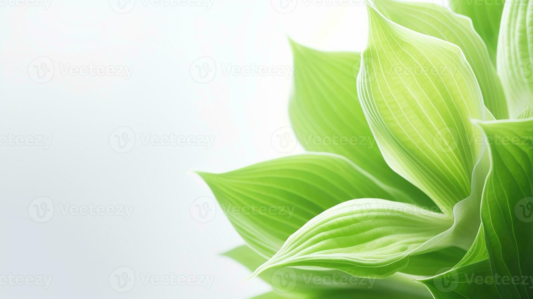 Photo of beautiful Hosta flower isolated on white background. Generative AI