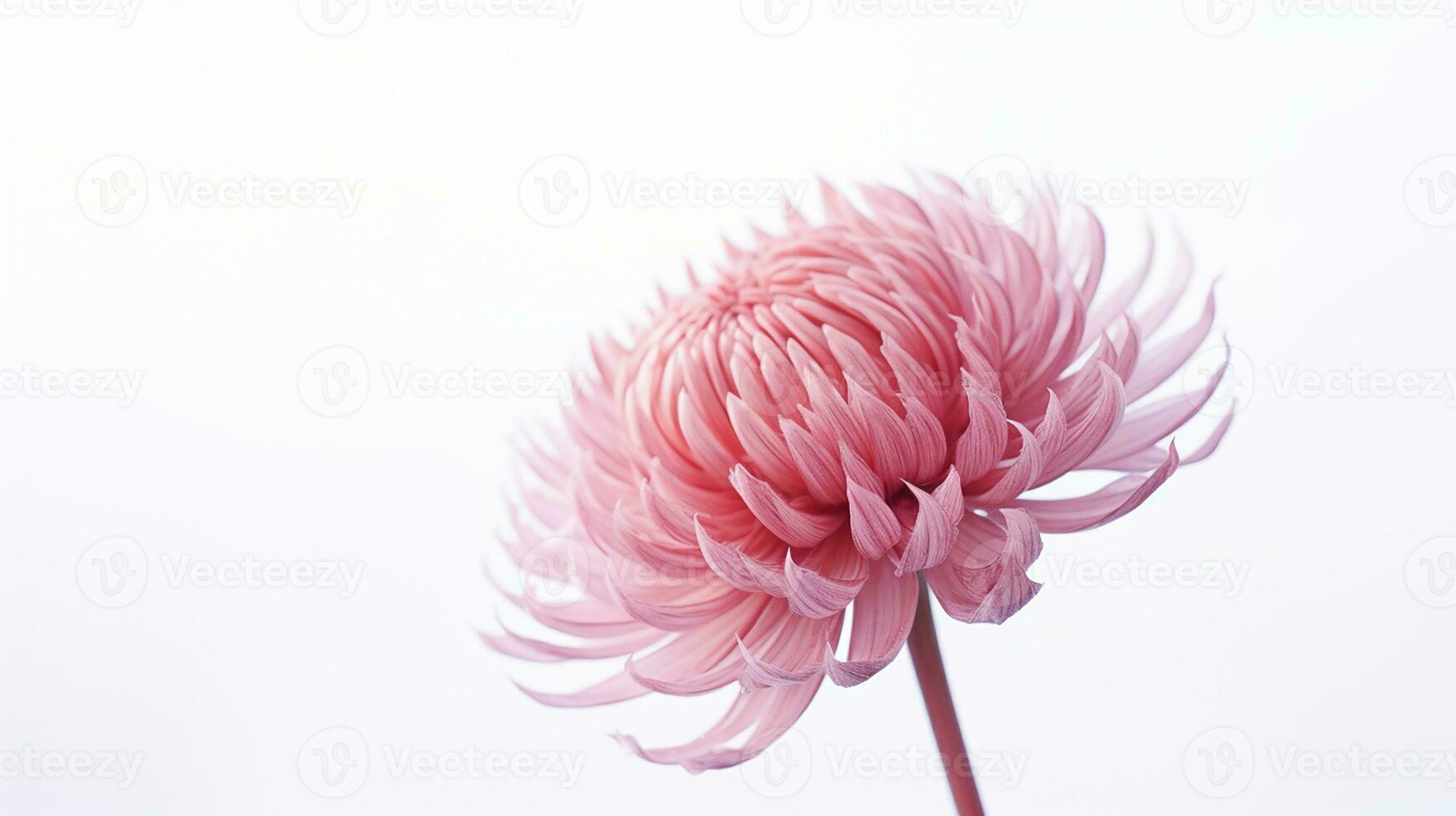 Photo of beautiful Everlasting flower isolated on white background. Generative AI